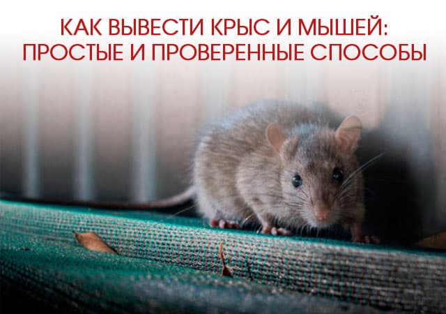 Как вывести крыс и мышей в Бронницах: простые и проверенные способы