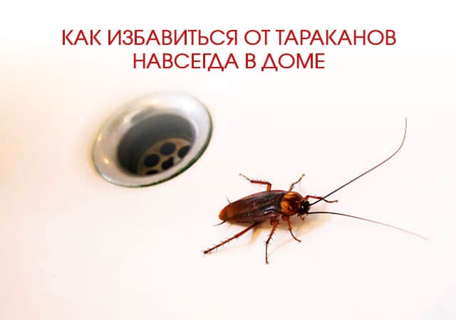 Как избавиться от тараканов в доме в Бронницах