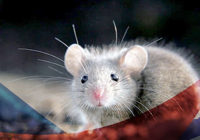 Уничтожение мышей в Бронницах